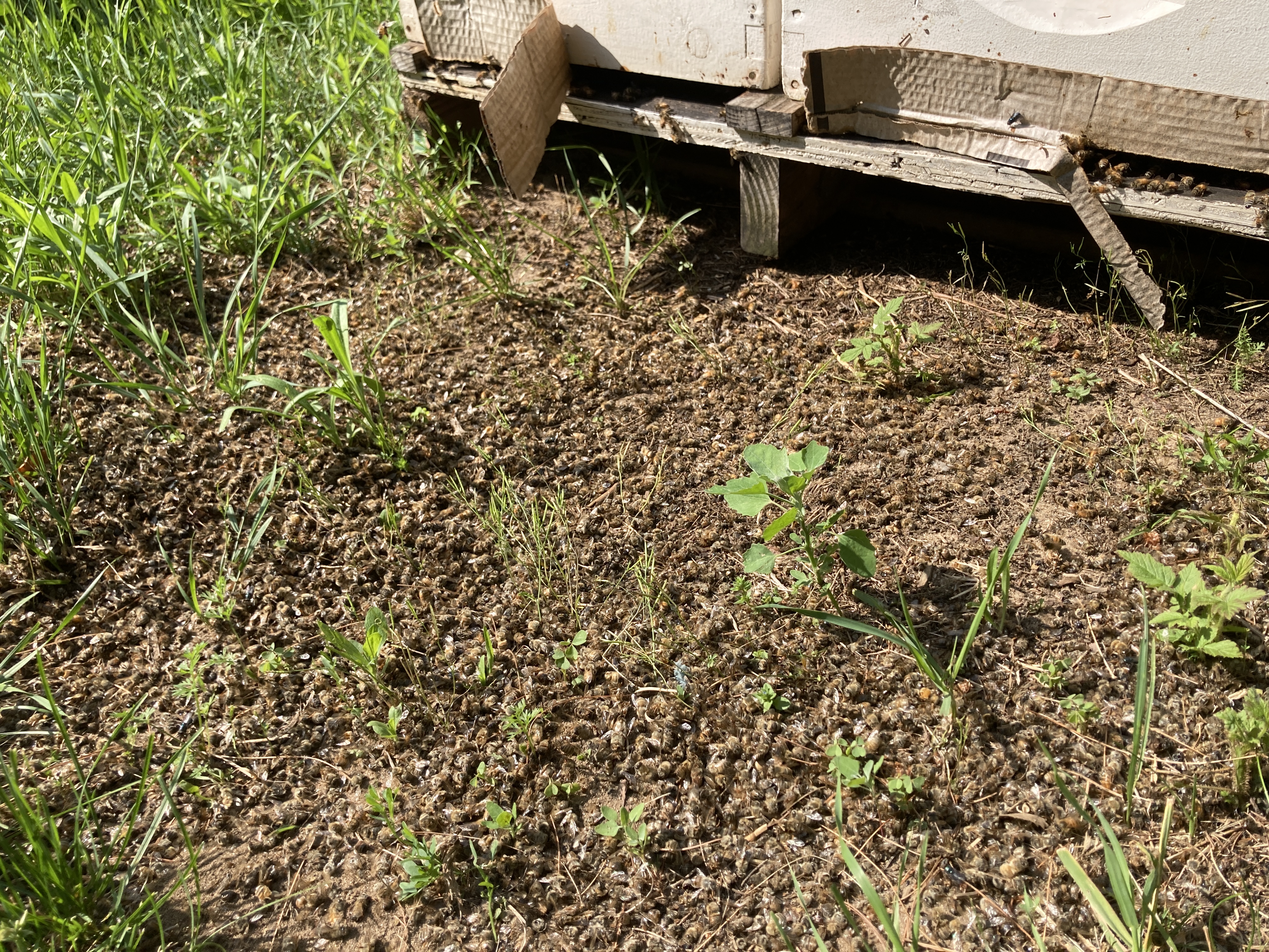 Photo of thousands of dead honey bees in front of hives.